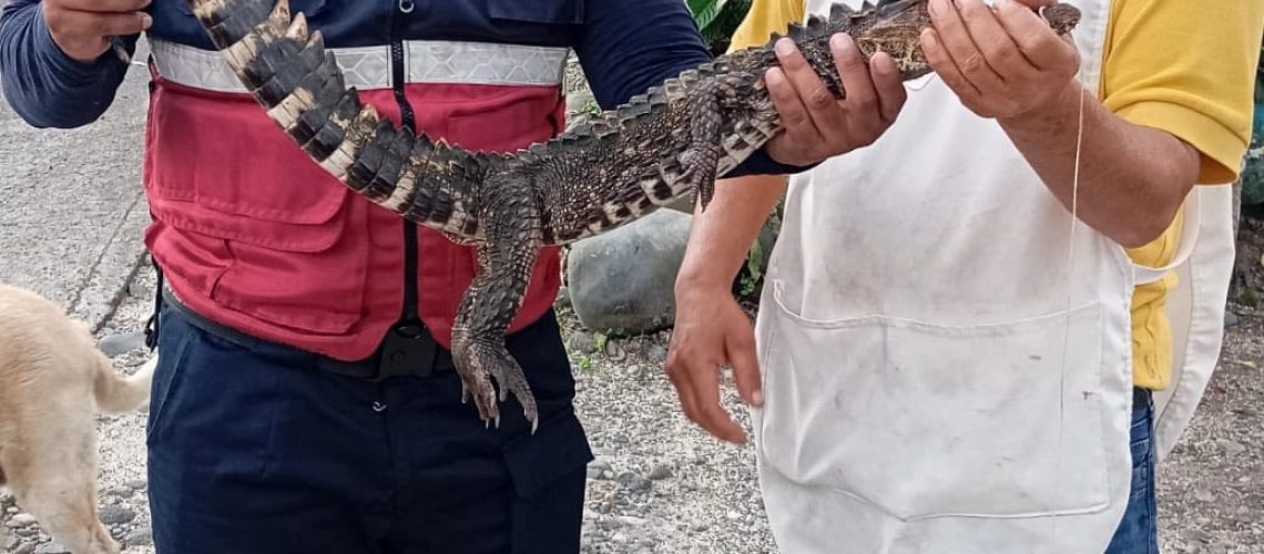 COCODRILO