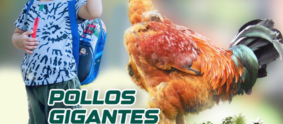 POLLOS GIGANTES