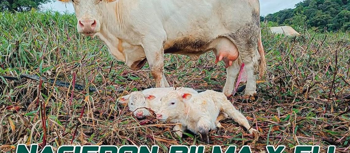 VACAS VACAS